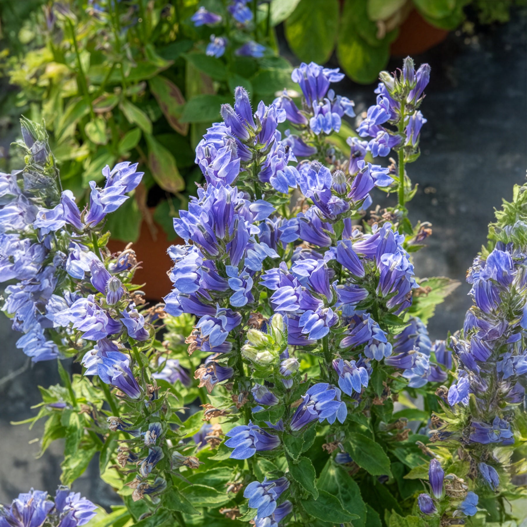 Bakker Grande Lobelia vivace pot 9cm violet humide