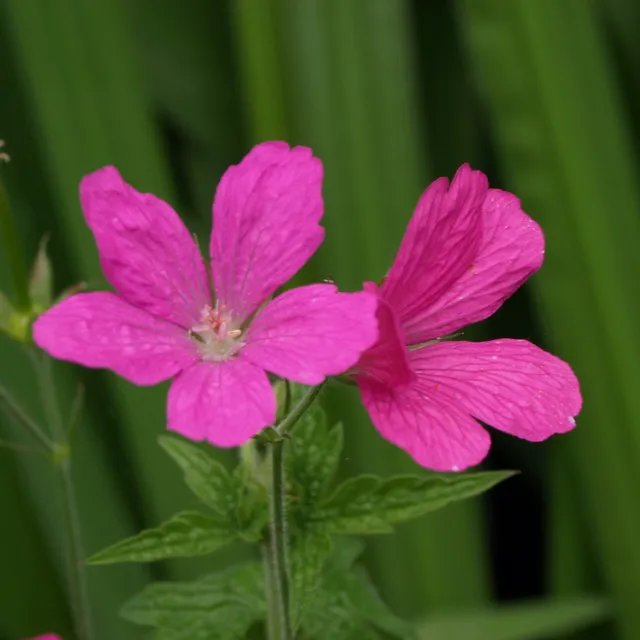 Passion Vivaces Geranium Winston Churchill géranium godet rose