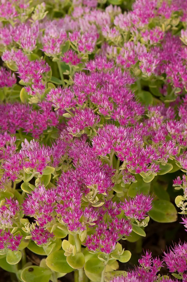 Passion Vivaces Sedum spectabile Rosenteller orpin godet rose