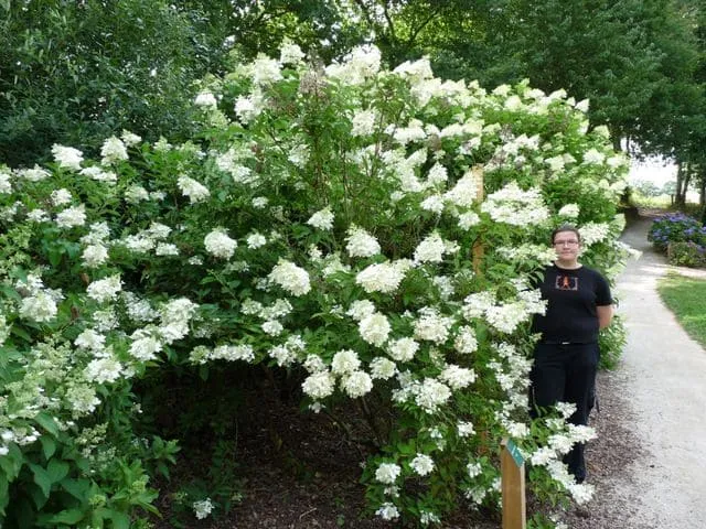 Hydrangea paniculata Dolly hortensia panicule blanc godet