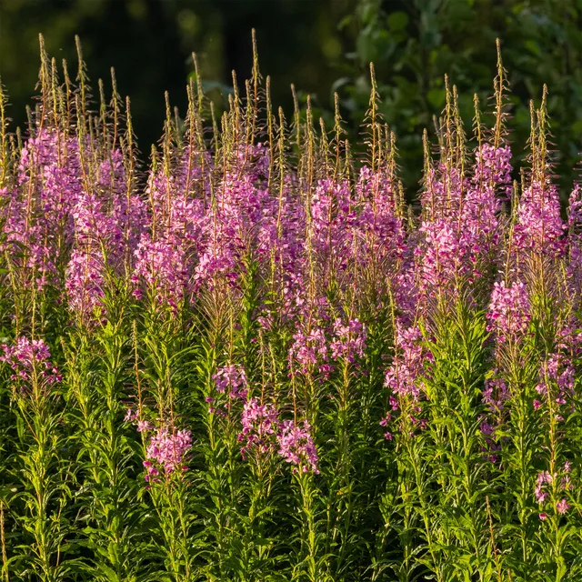 Bakker Épilobe vivace rose floraison été pot Ø 9cm