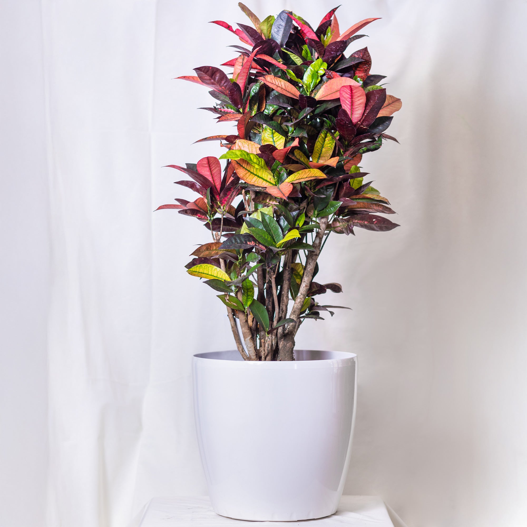 Bakker Mrs Iceton croton pot 12cm 35-45cm multicolore
