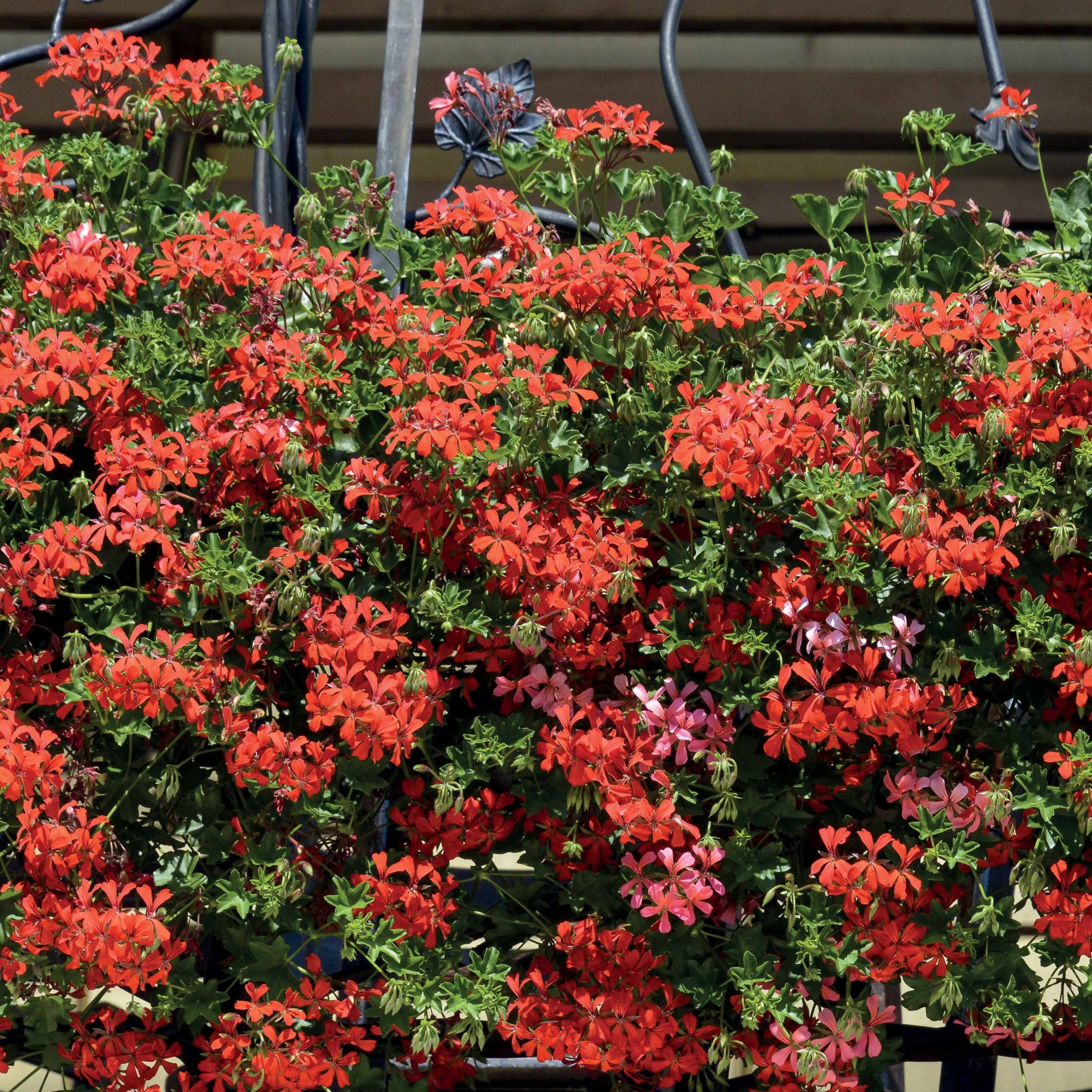 Bakker Géranium-lierre rouge lot 3 pots Ø10,5cm balcon