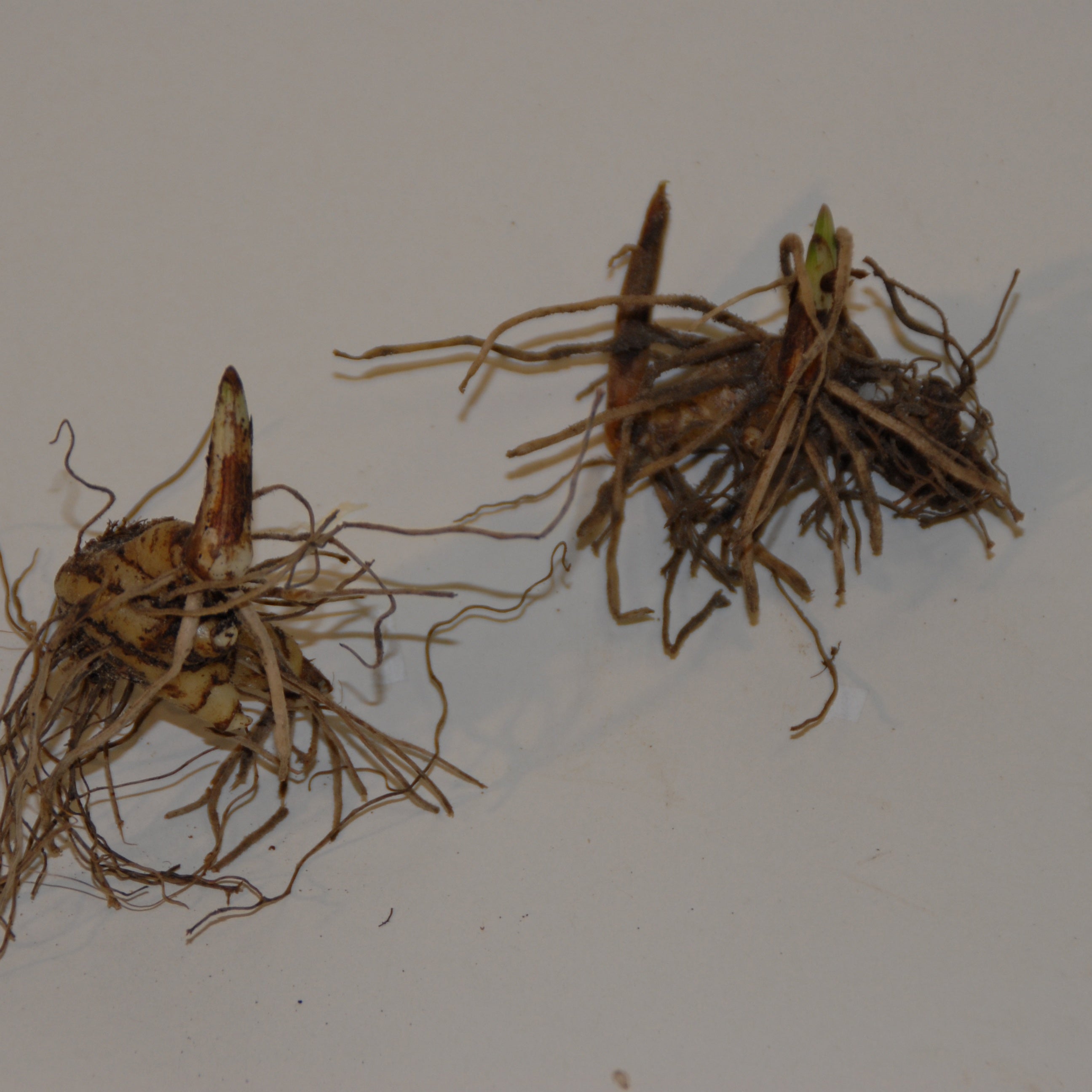 Bakker Bulbes Orchidée Pleione Tongariro rose 1 bulbe