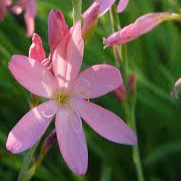 Passion Vivaces Schizostylis coccinea Mrs Hegarty plante vivace rose