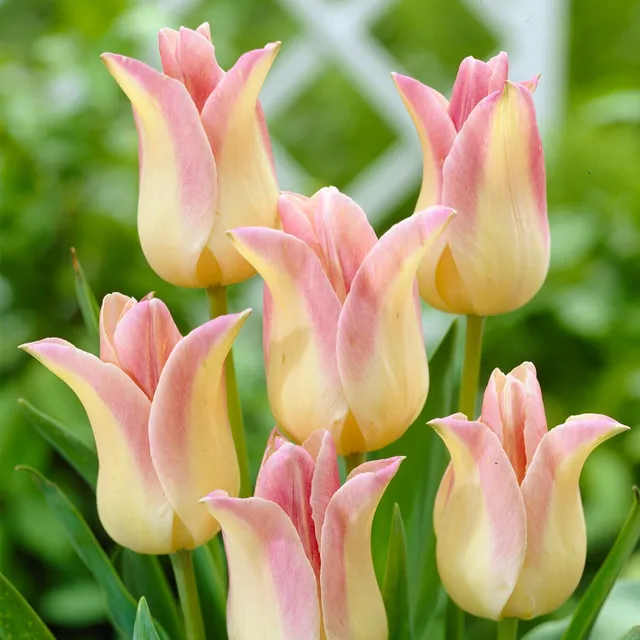 Bakker 5 Tulipes Elegant Lady bulbes fleur de lis crème
