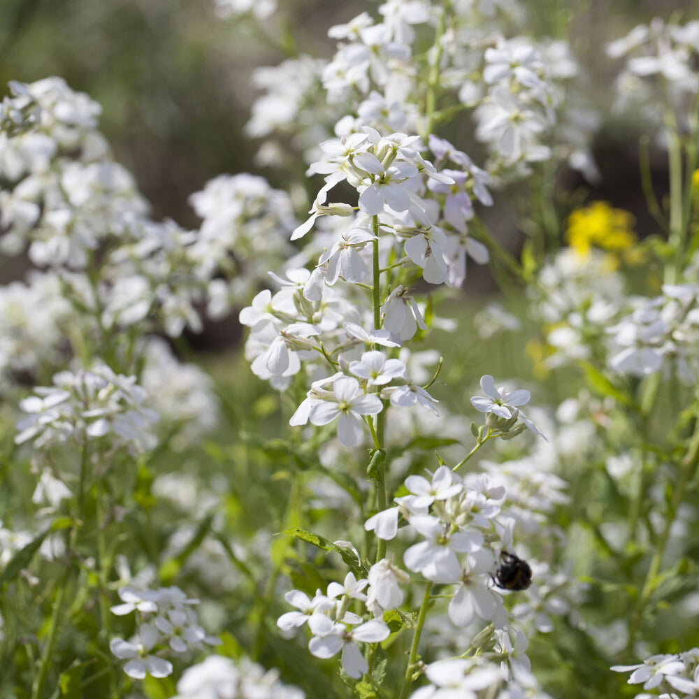 Bakker Julienne des Dames blanche vivace pot Ø9cm parfumée