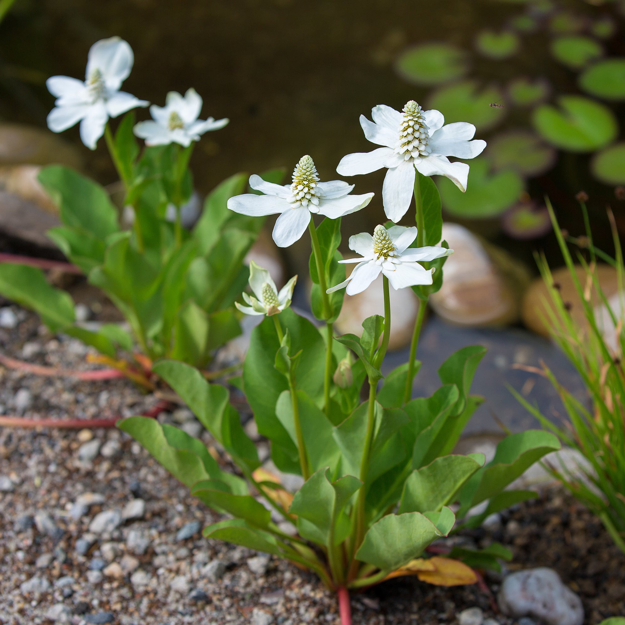 Bakker Anémopsis Californie plante bassin pot 9cm