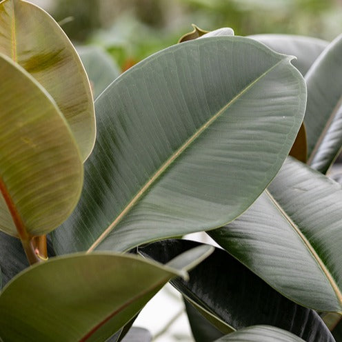 Bakker Caoutchouc Robusta ficus pot Ø17cm feuillage vert brillant