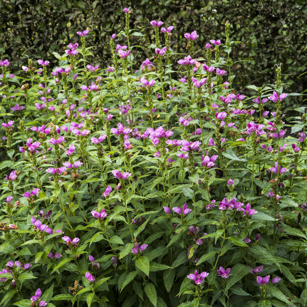 Bakker Plantes vivaces Galane oblique Alba pot 9cm sol humide