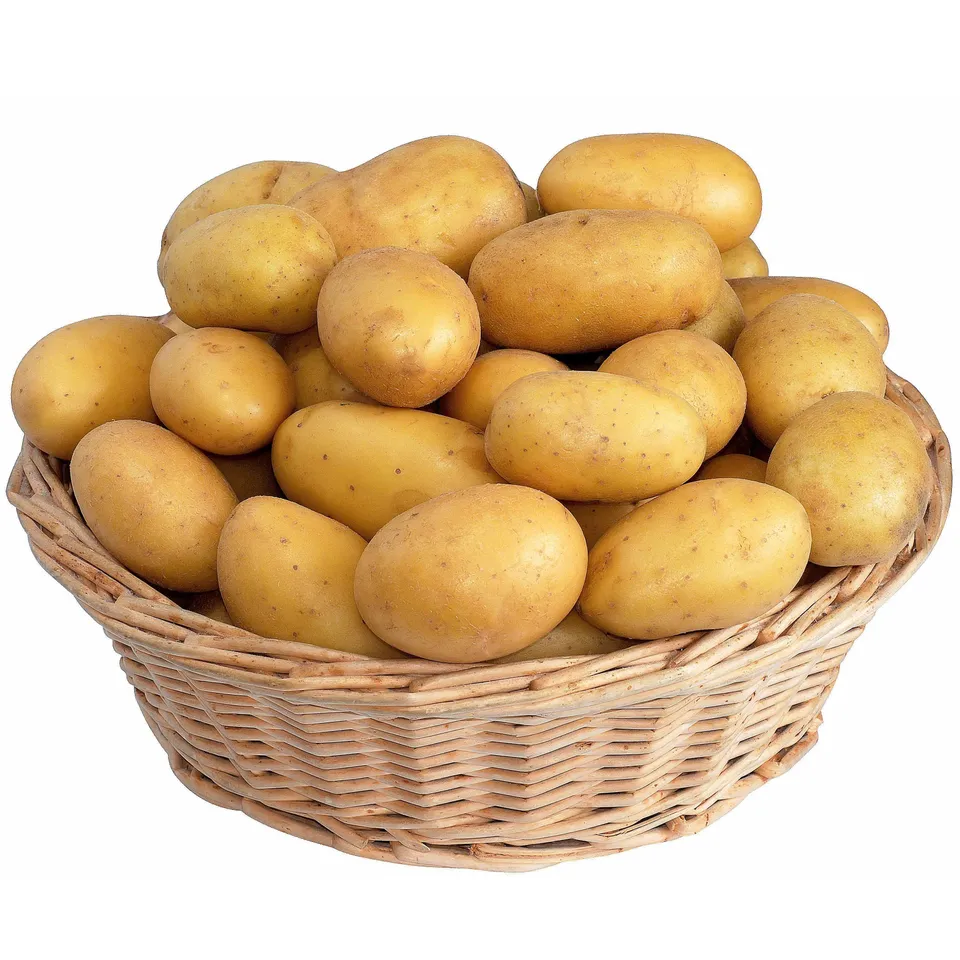 Bakker Blanche pomme de terre 25 plants Ø 28-40 mm chair fondante