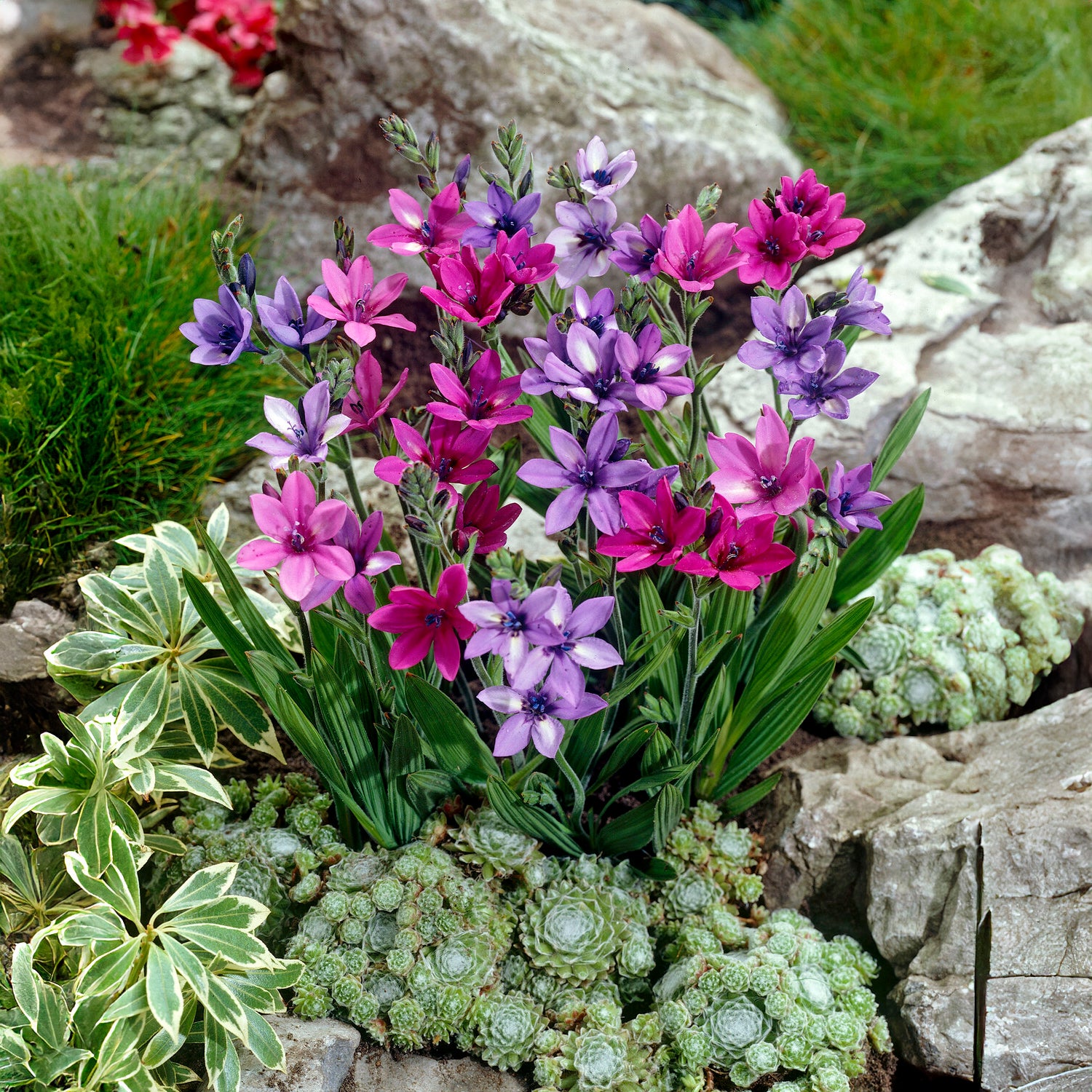 Bakker Bulbes à fleurs Babiana stricta bulbe sachet 10 mélange