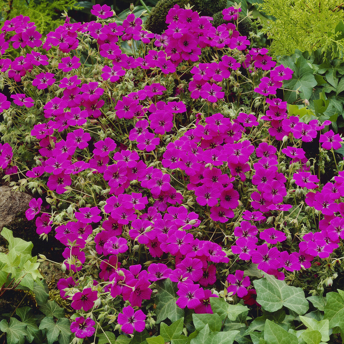 Bakker Giuseppii Géranium vivace pot Ø9cm fuchsia tapissant