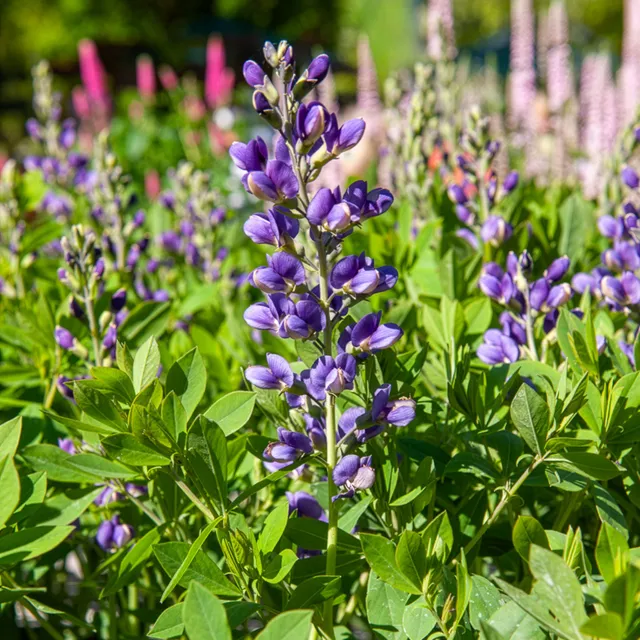 Bakker Lupin Blueberry Sundae pot Ø9cm bleu