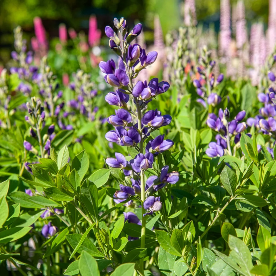 Bakker Lupin Blueberry Sundae pot Ø9cm bleu