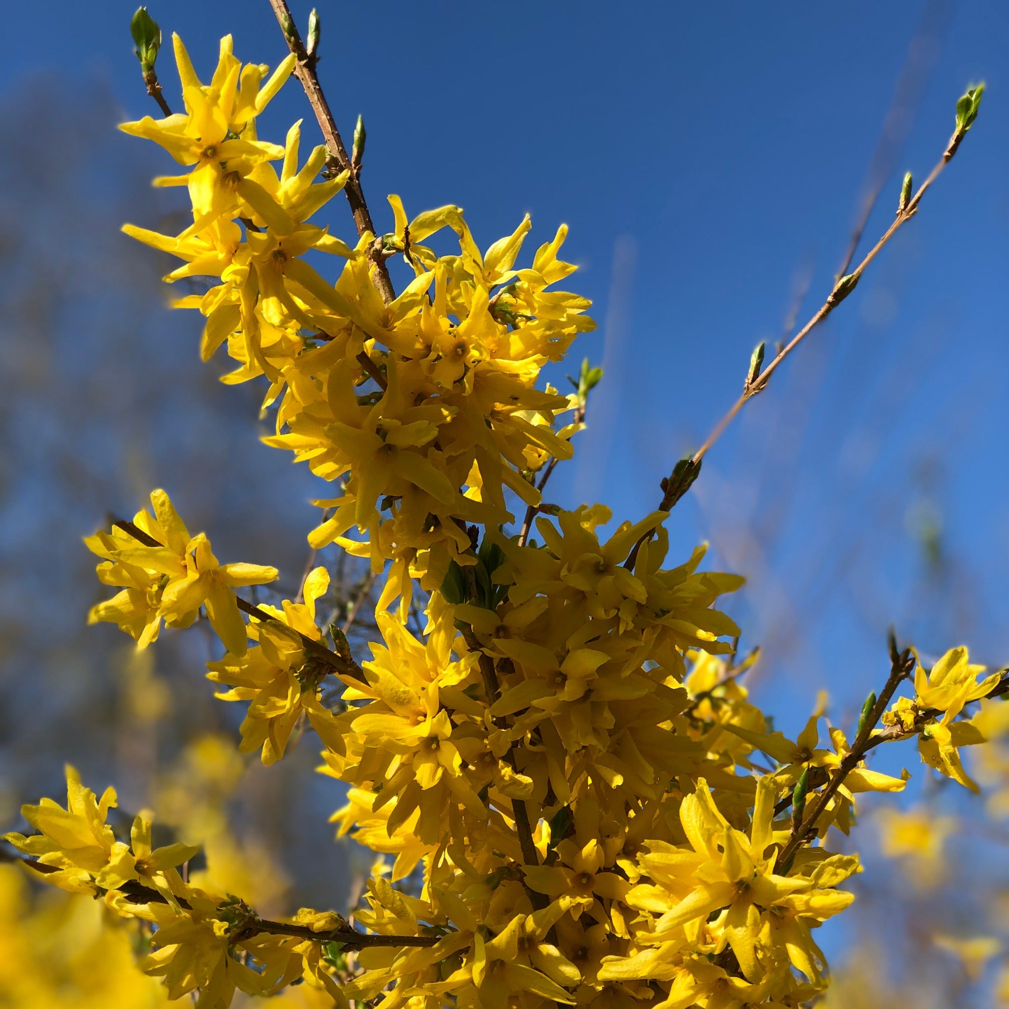 Bakker Forsythia Arbre de Judée collection 2 arbustes pots 9cm