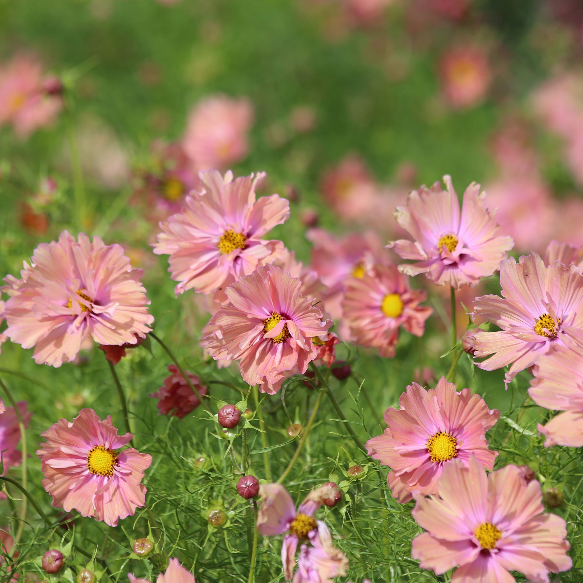 Bakker Cosmos Apricotta graines sachet 50 abricot soleil