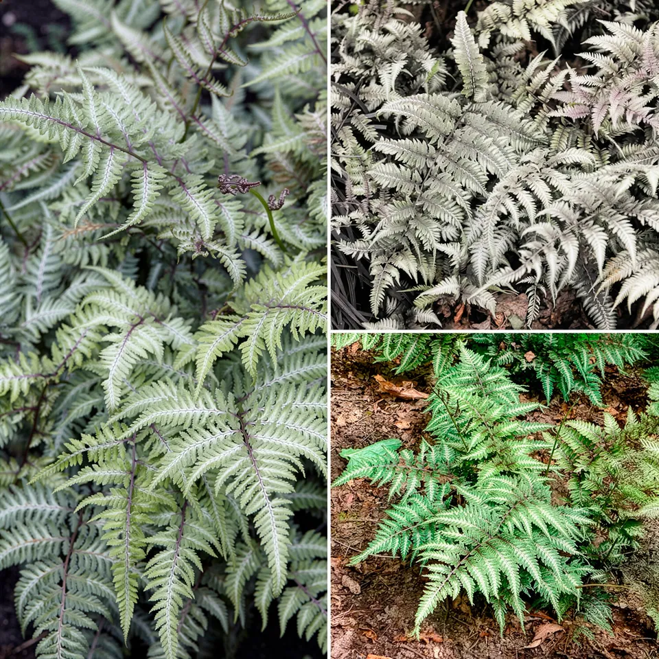Bakker Fougères ombre Athyrium feuillage coloré 3 pots 9cm