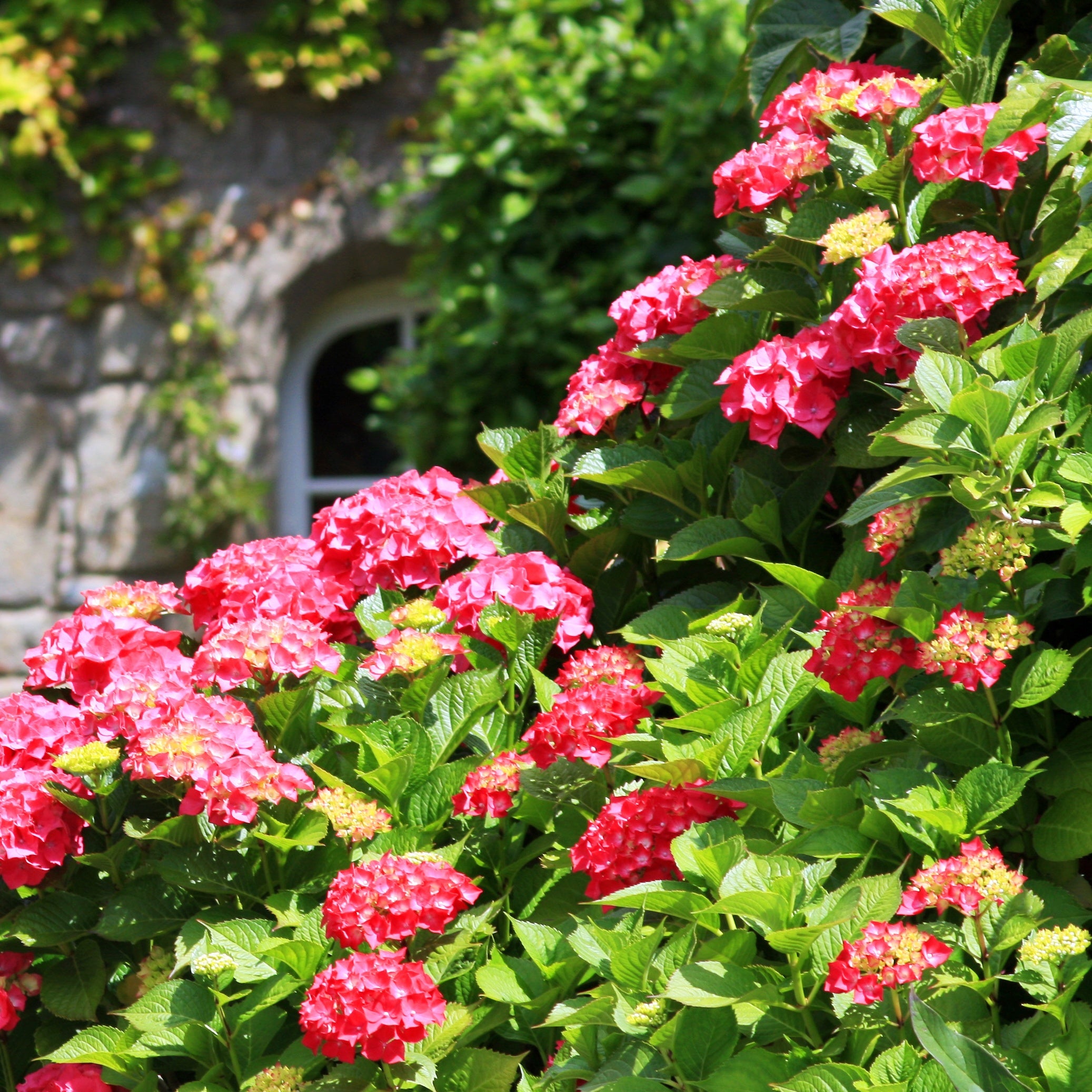 Bakker Collection 3 Hortensias Macrophylla rouge bleu rose 1,3 L