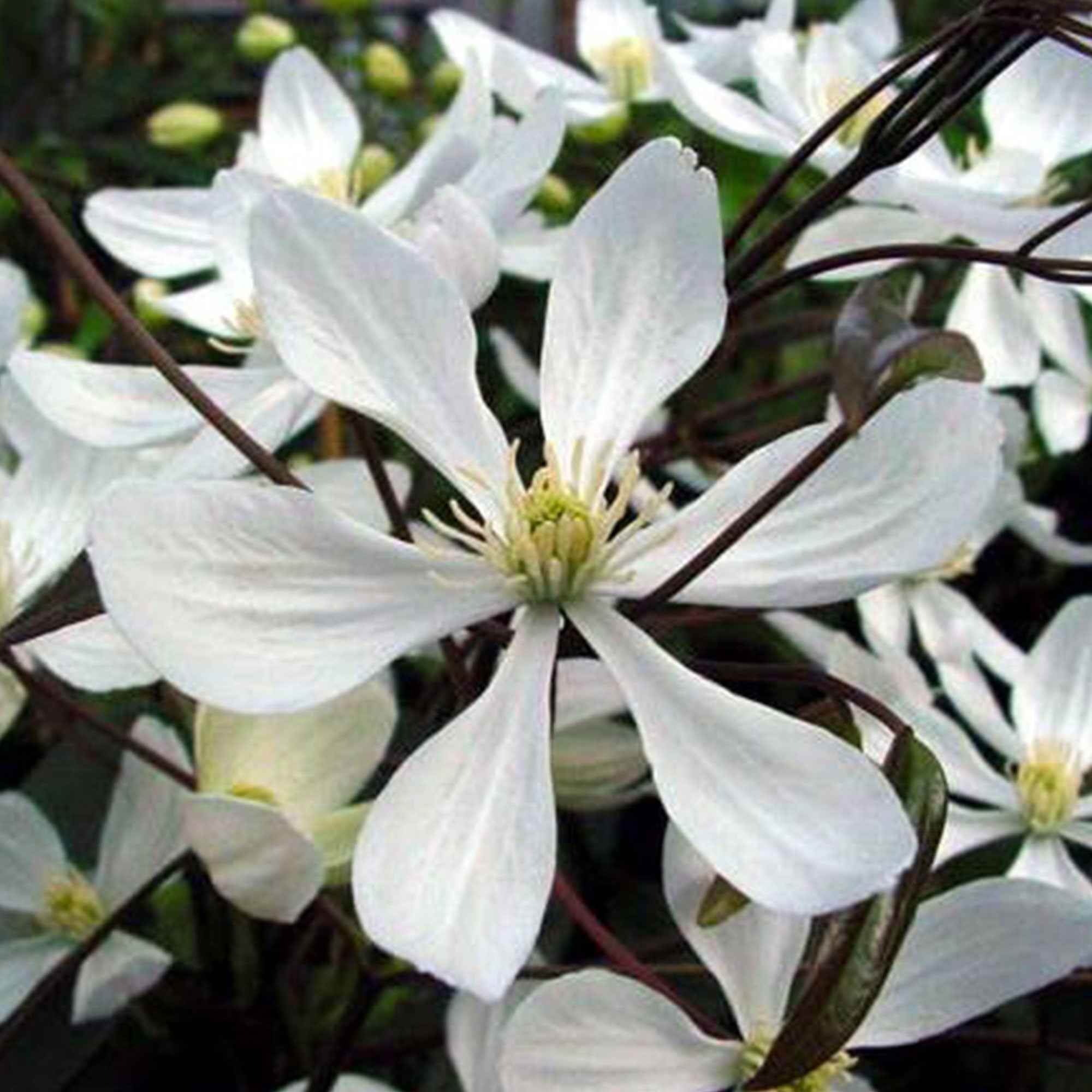 Bakker Clématite Armandii blanc grimpante pot 11cm