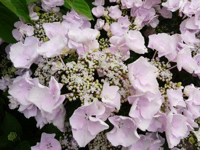 Les Hortensias du Haut Bois Hobella hortensia dentelle rose