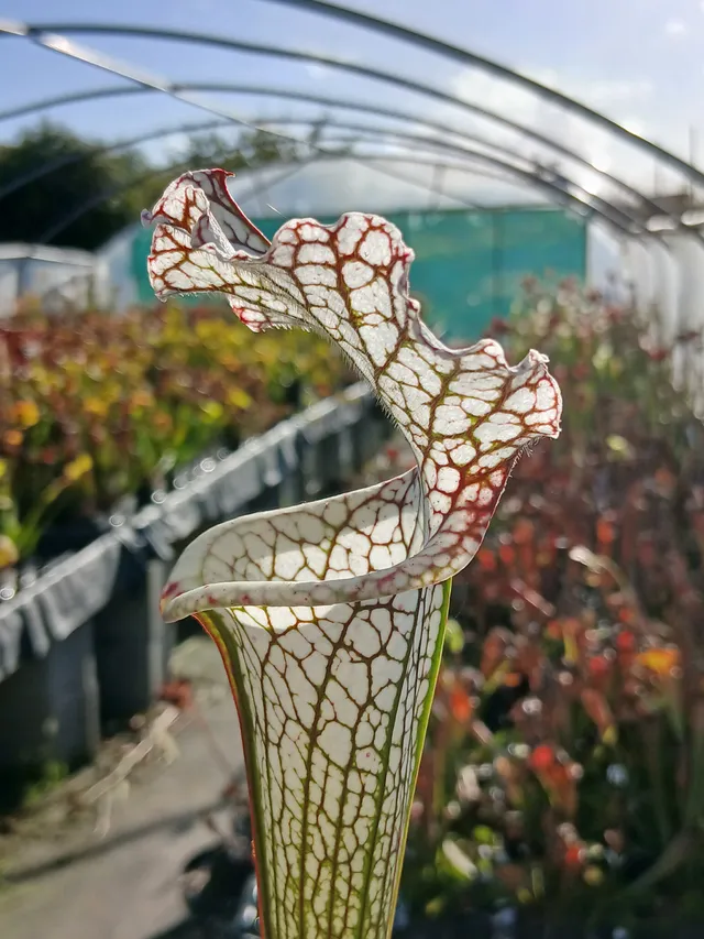 Carniflore Sarracenia leucophylla plante carnivore 1 point