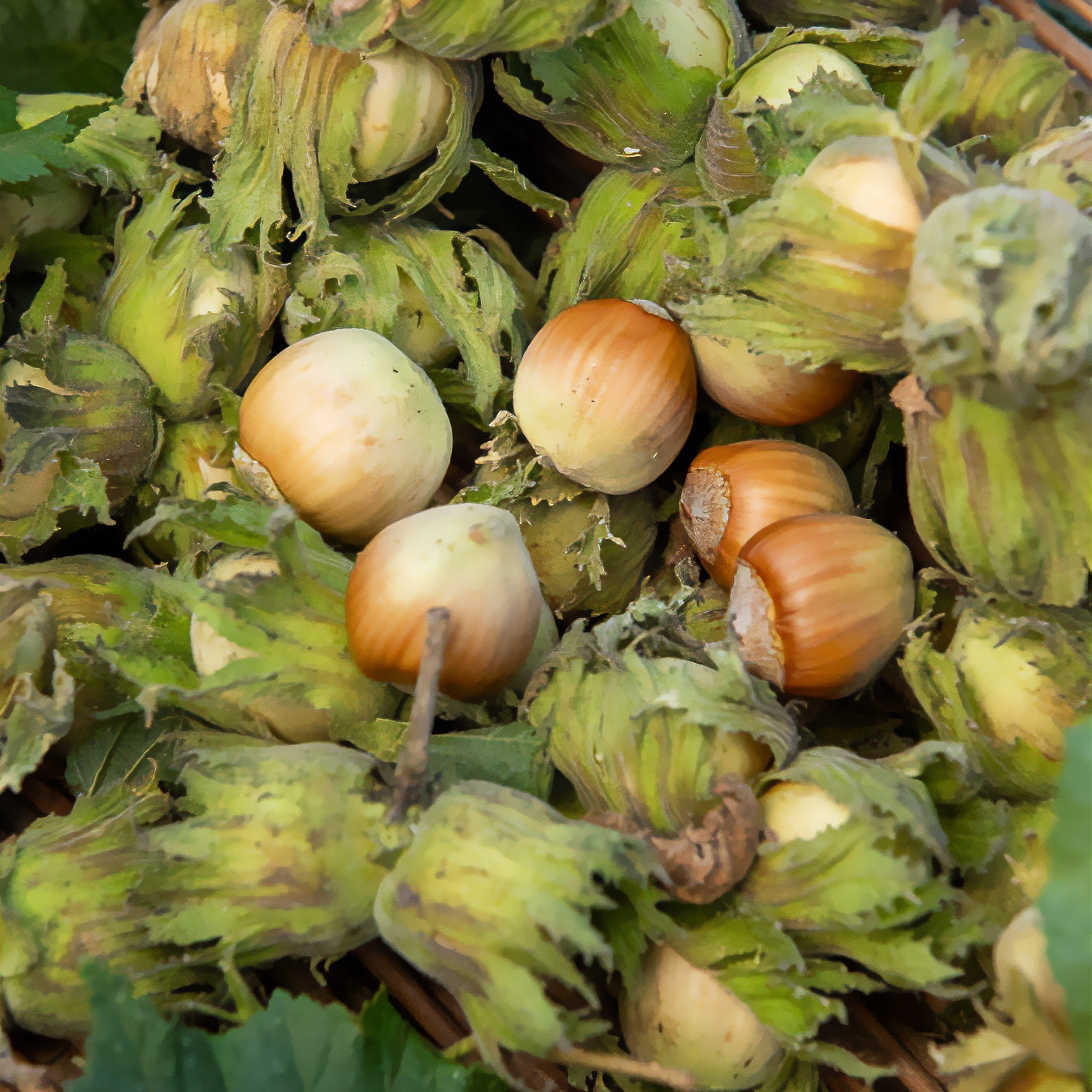 Bakker Fruitiers Noisetier vert fruitier pot 2L autofertile