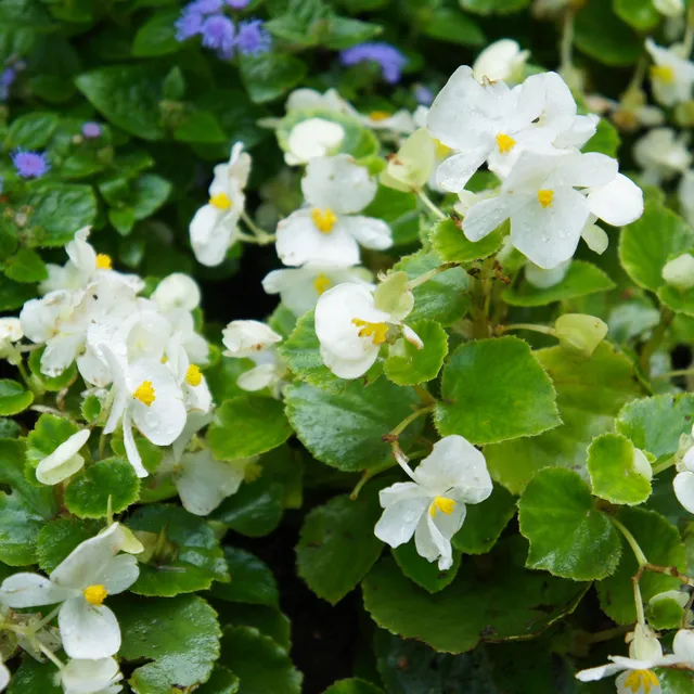 Bakker Bégonia semperflorens blanc pot 10,5cm ombre