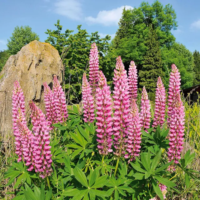Bakker Lupins roses plante vivace lot 3 racines nues