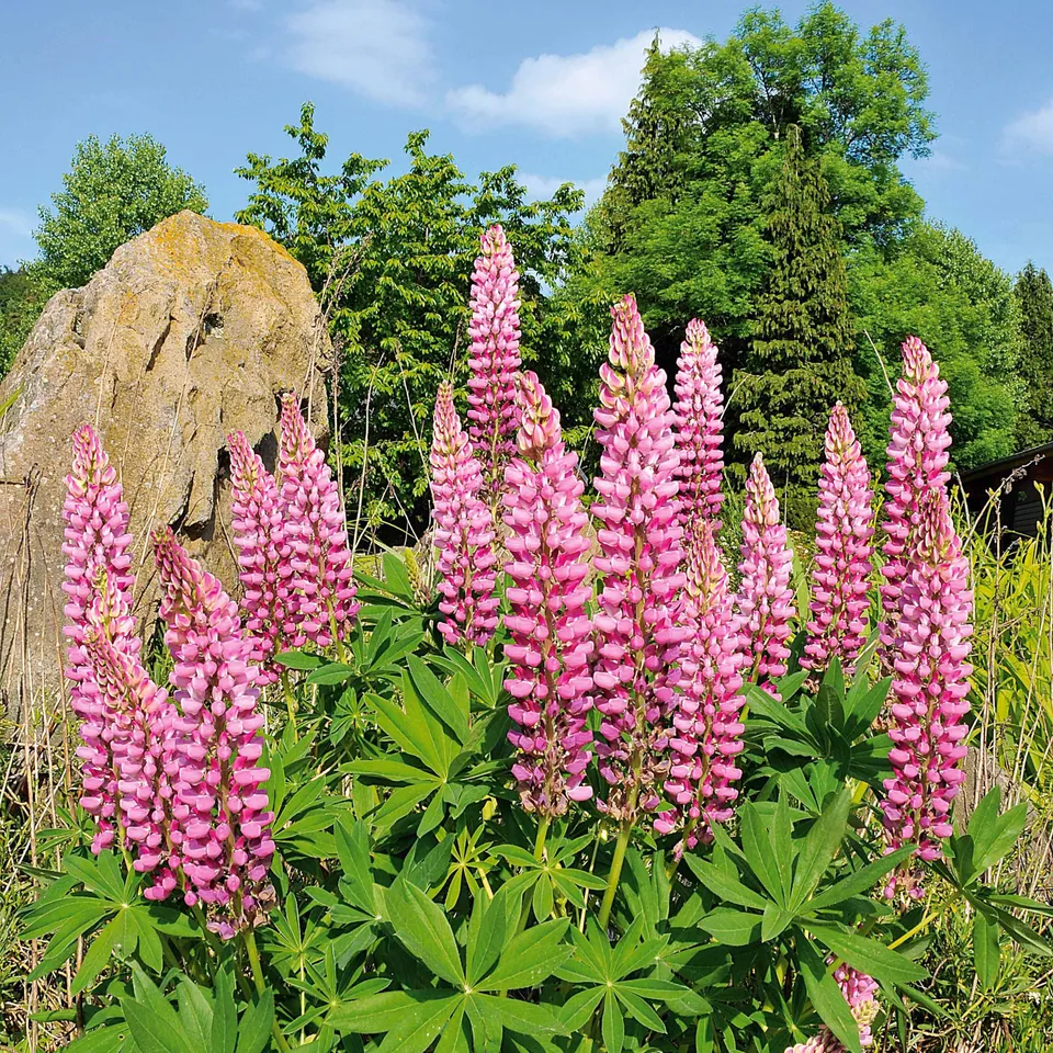 Bakker Lupins roses plante vivace lot 3 racines nues