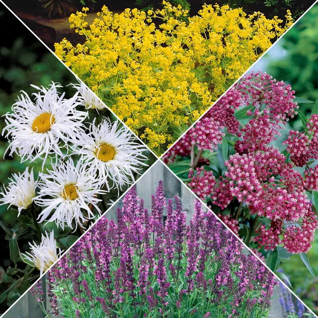 Bakker Plantes vivaces collection jardin coloré vivace 12 racines nues