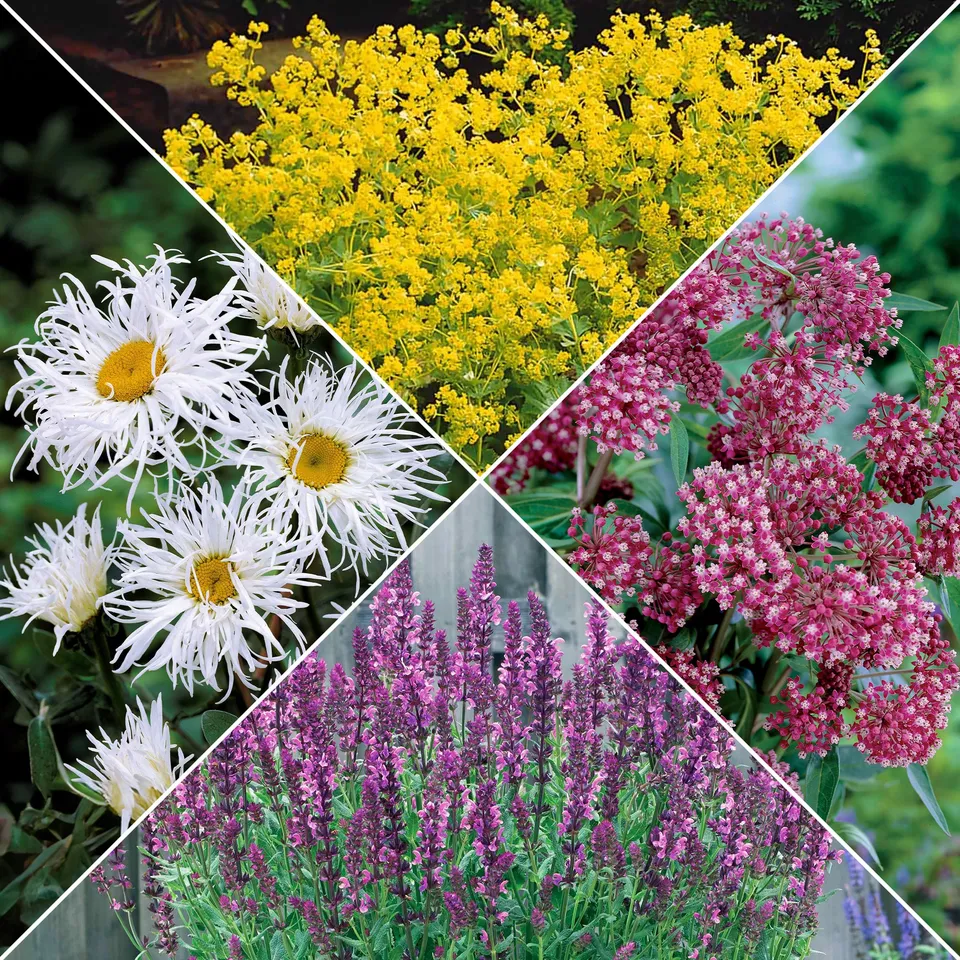 Bakker Plantes vivaces collection jardin coloré vivace 12 racines nues