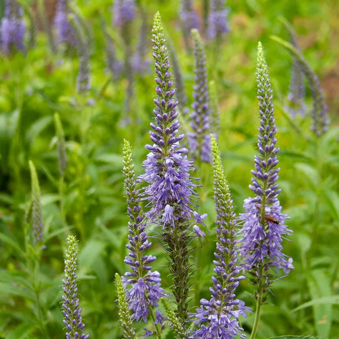 Bakker Plantes vivaces Véronique en épis plante violette pot 9cm