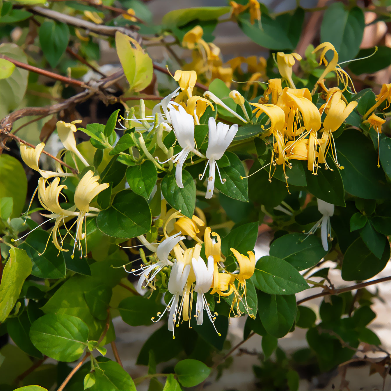 Bakker Chèvrefeuille Hall's Prolific Lonicera pot 1,5L