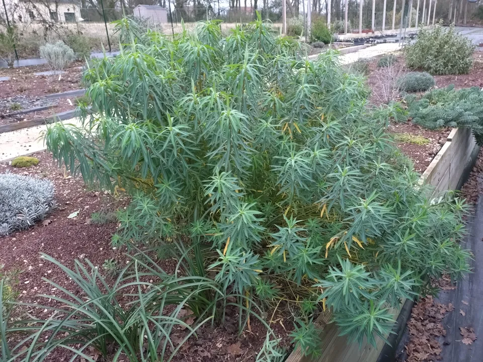 Passion Vivaces Euphorbia ceratocarpa euphorbe pot 1 litre sol sec