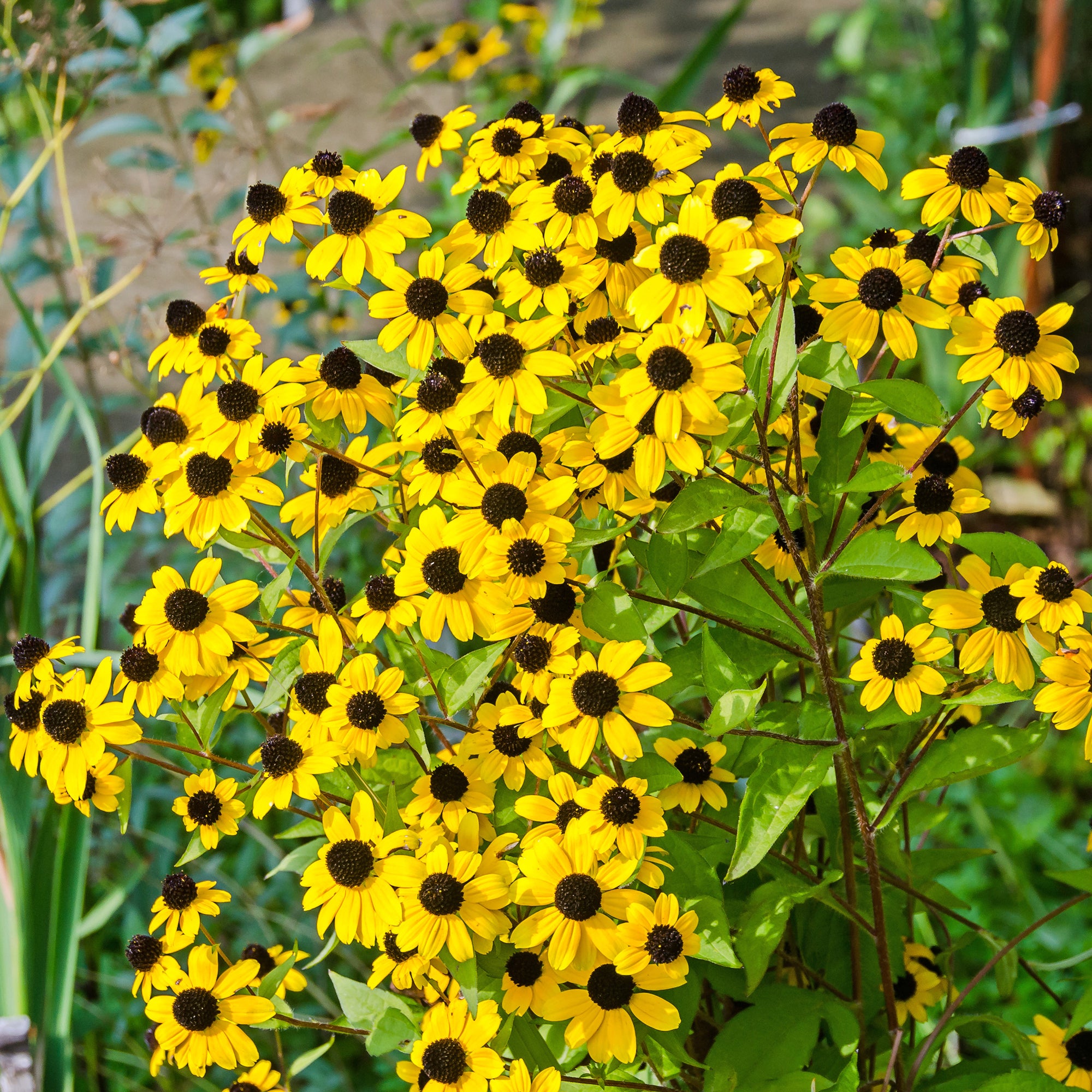 Bakker Rudbeckia trilobée vivace pot 8cm fleurs jaunes