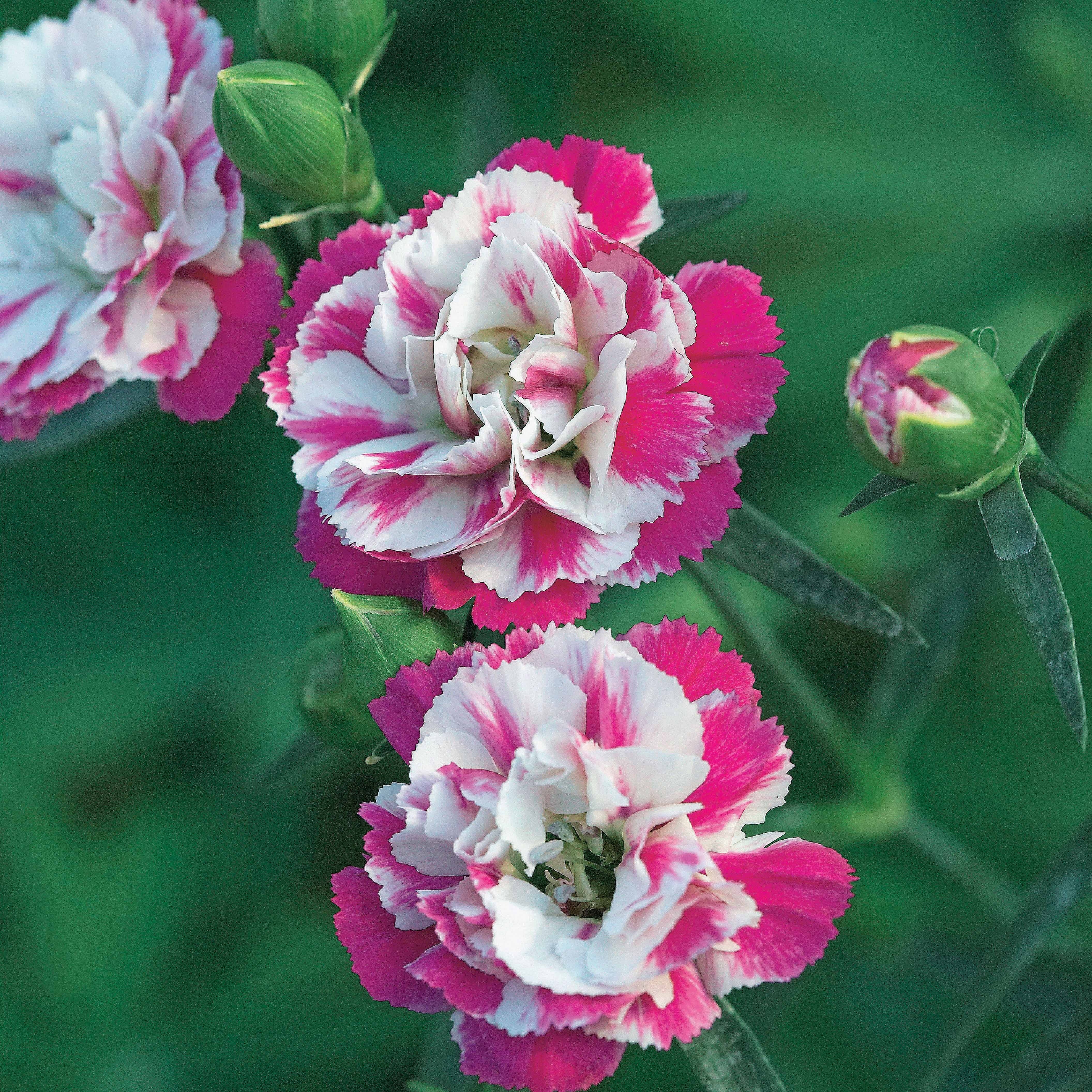 Bakker Œillets Paradis roses vivace 2 pots 9 cm