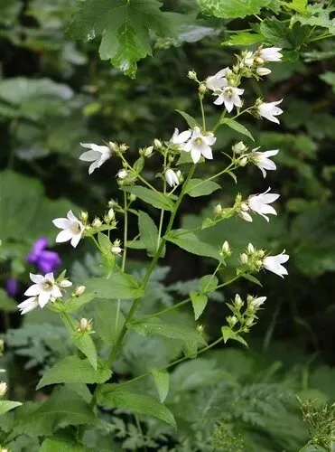 Passion Vivaces Campanula Alba plante vivace godet blanche
