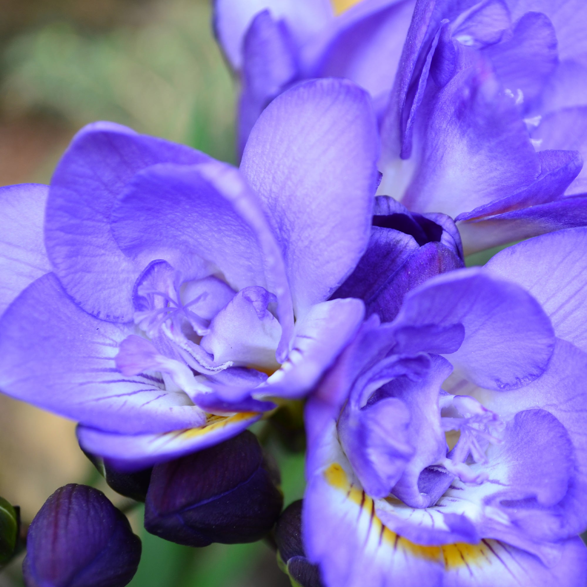 Bakker Bulbes Freesias doubles bleues bulbes fleurs sachet 25