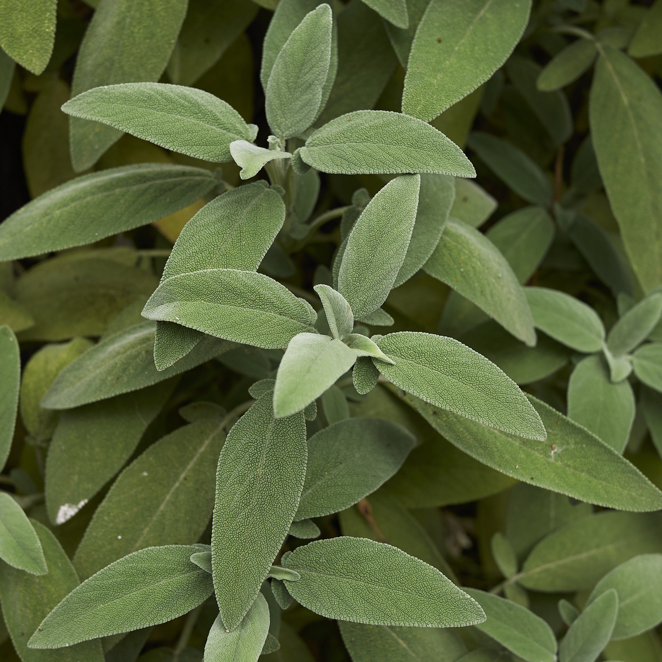Bakker Sauge officinale plante vivace Ø 13cm