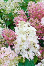 Les Hortensias du Haut Bois Pink Lady hortensia paniculé rose
