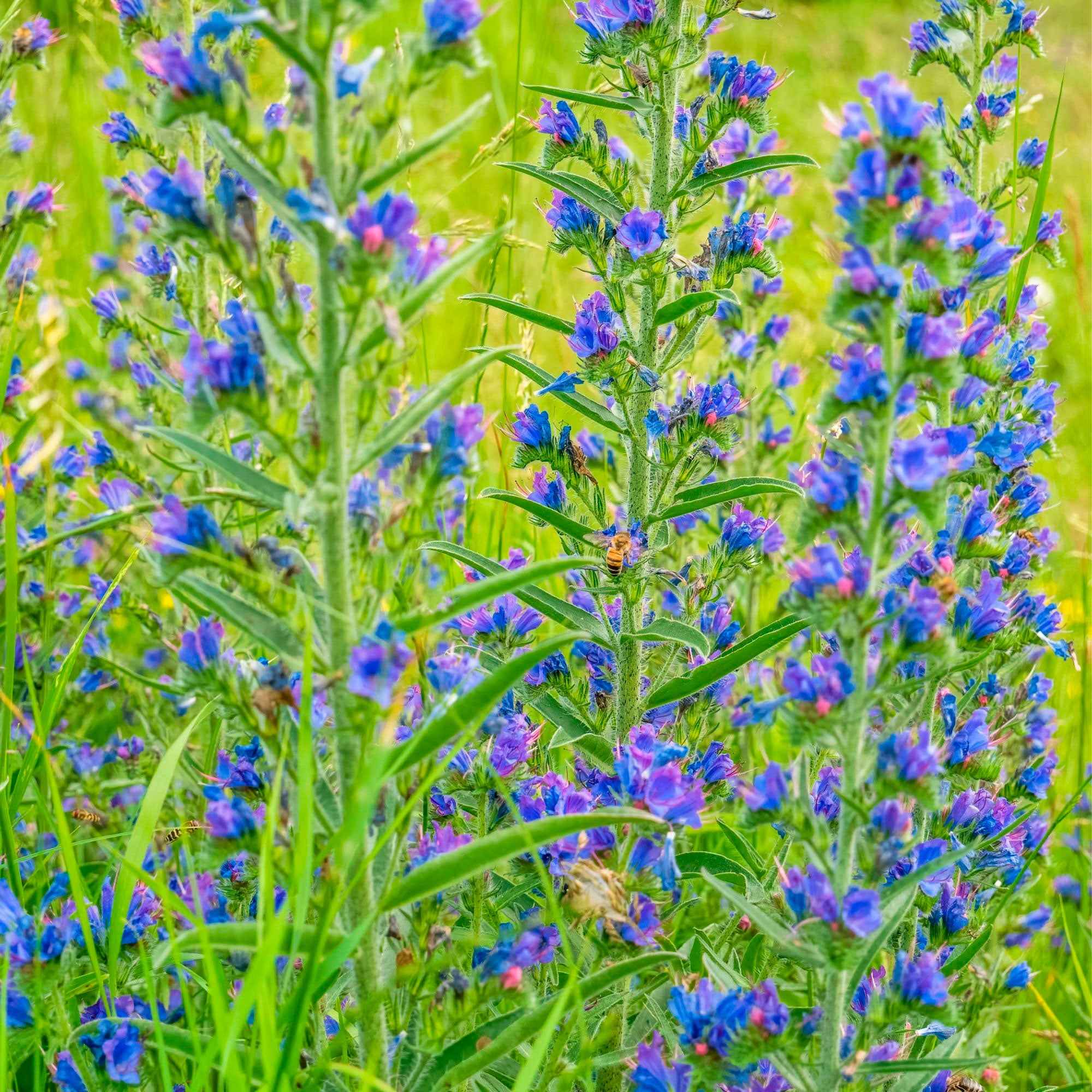 Bakker Vipérine commune plante vivace bleue pot 9cm