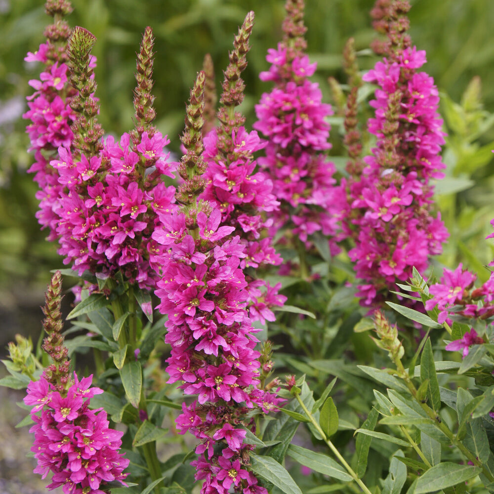Bakker Plantes vivaces Salicaire Robert pot Ø9cm fuchsia