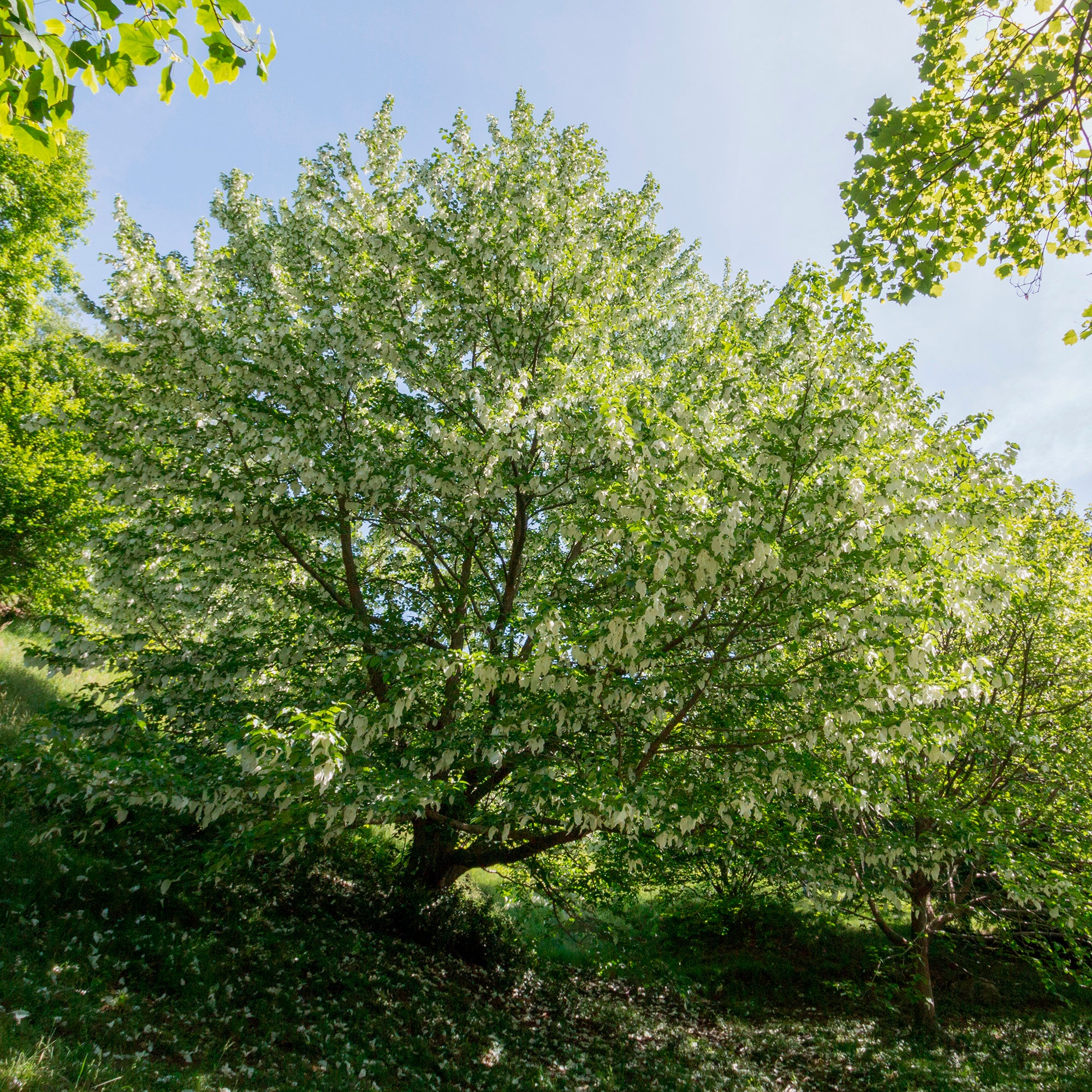 Bakker Arbre aux mouchoirs Davidia pot 1L fleurs blanches