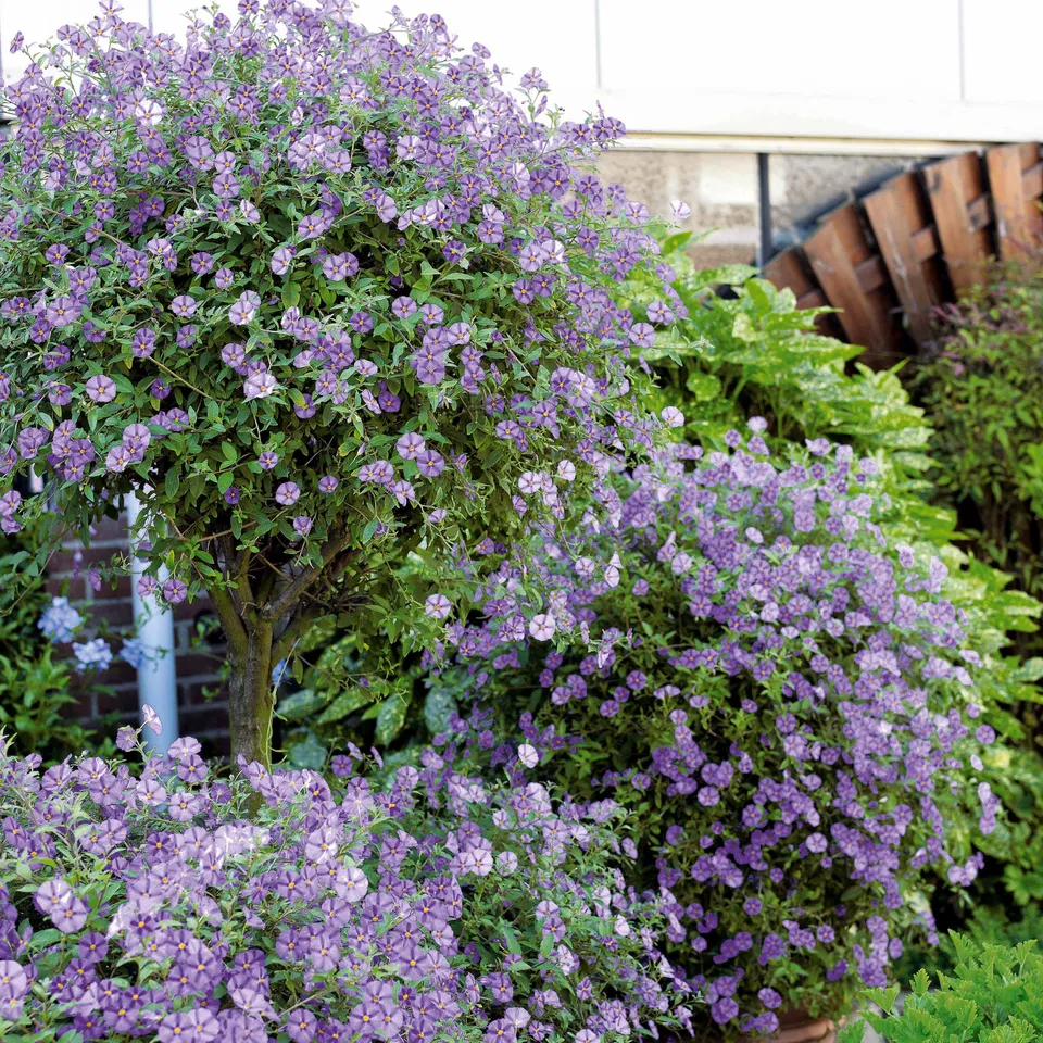 Bakker Arbre aux gentianes Lycianthes arbuste pot Ø9cm
