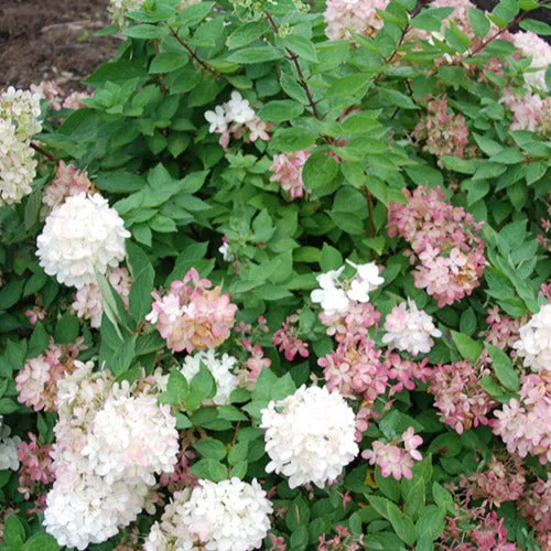 Bakker Hortensia Harry's Souvenir arbuste pot 8cm fleurs blanches