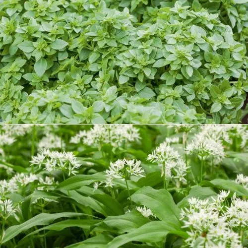 Bakker Basilic fin vert Ail des ours 3 plants aromatiques