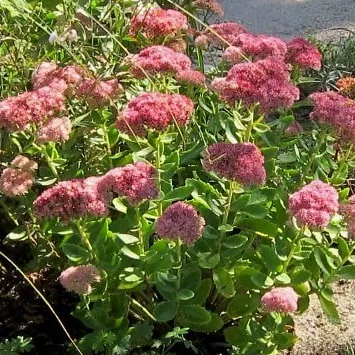 Passion Vivaces Sedum Autumn Fire plante pot 1L rouge brique