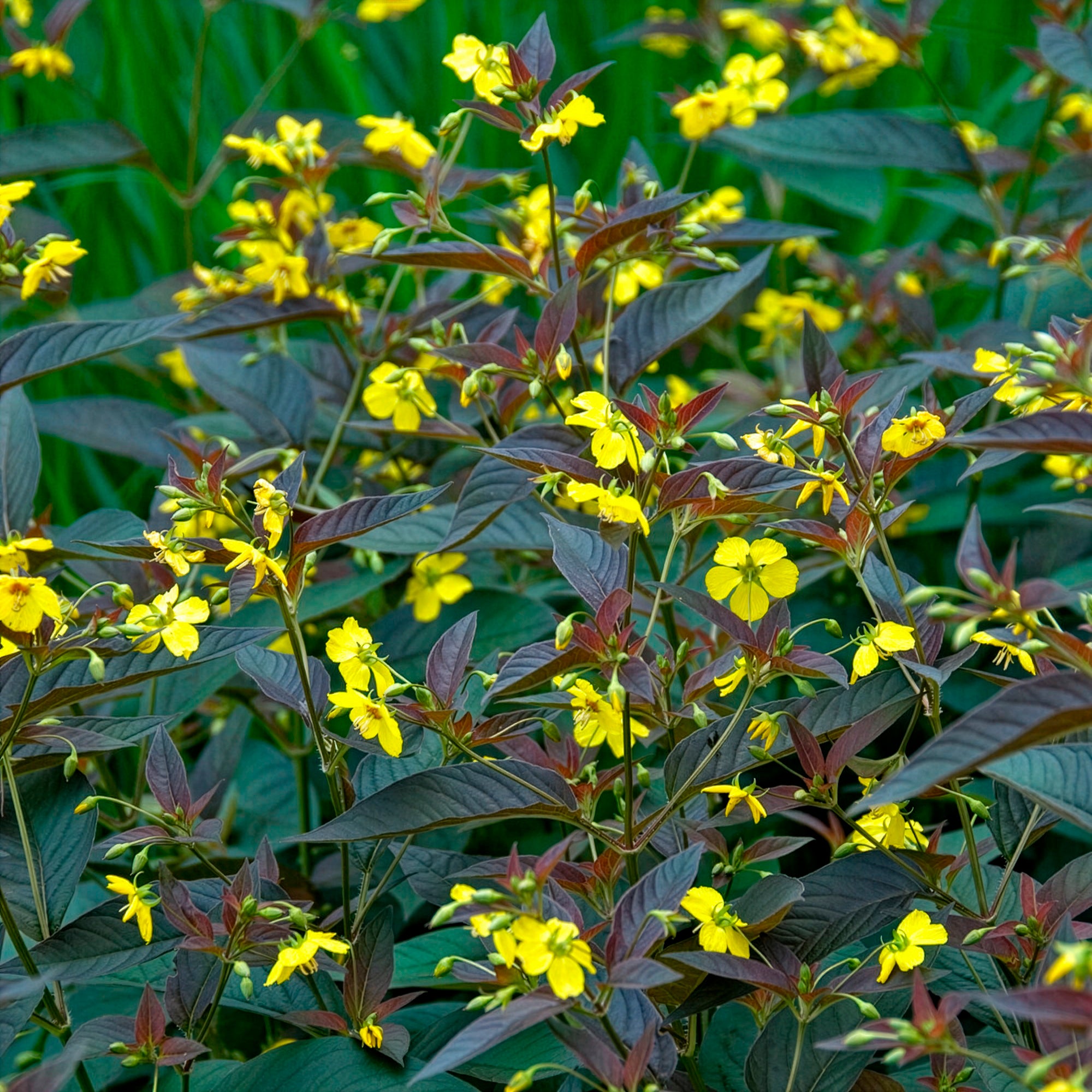 Bakker Lysimaque Firecracker vivace jaune pot 9cm pourpre