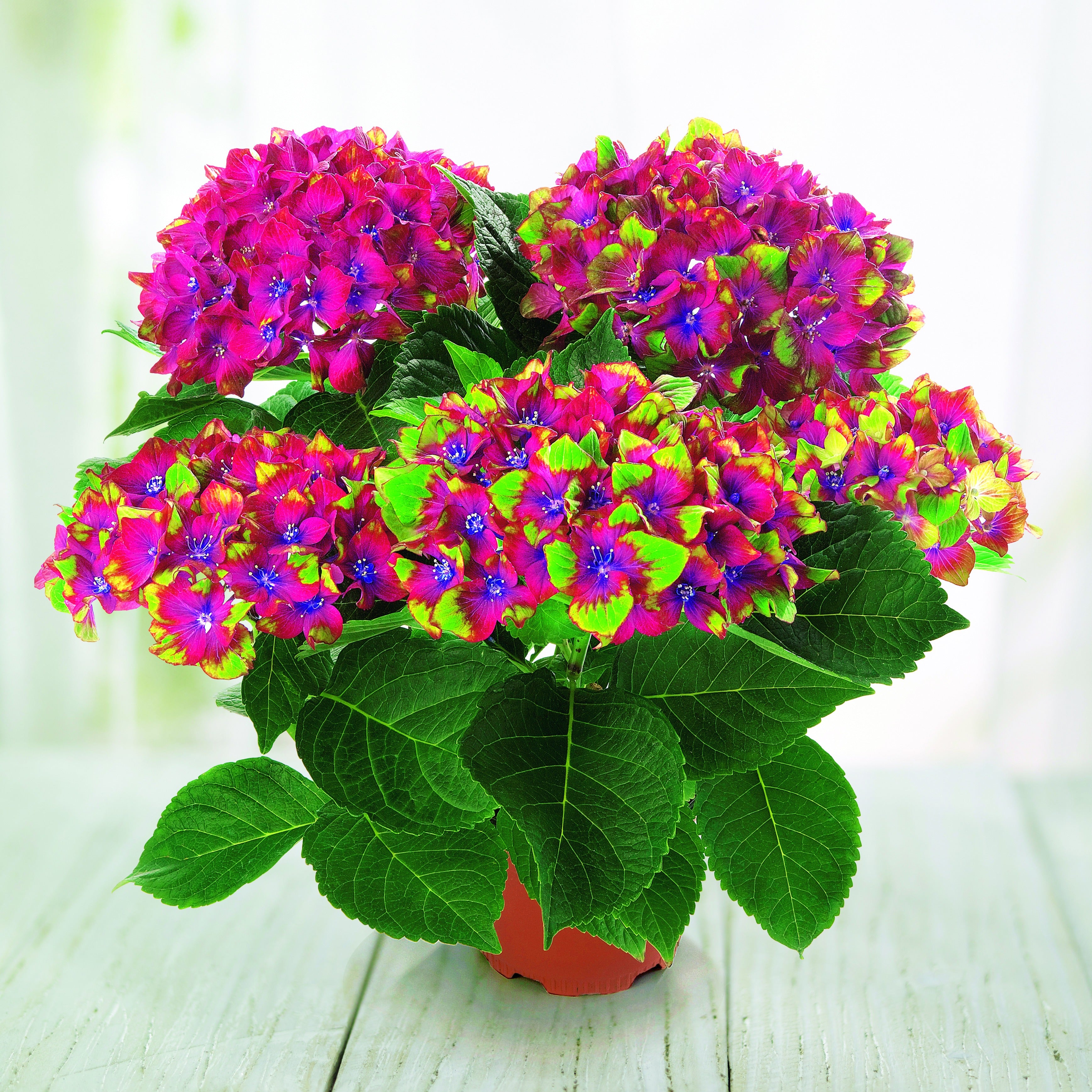 Bakker Hortensia Saxon® hortensia fuchsia pot 1.5L 15-20cm